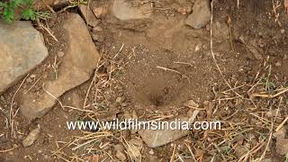 Trapdoor spider captures ants and other hapless insects in its cleverlycrafted mud pit [upl. by Sadirah]