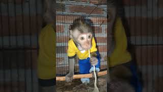 MONKEY MOLY MAKAN MIE INSTAN INDOMIE REBUS shorts monkey monkeys monyet monyetlucu monkeymoly [upl. by Erastes]