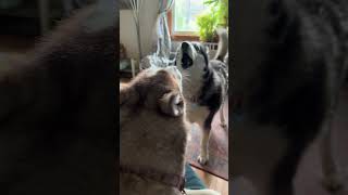 Huskies Howling  Loki amp Freyja get into rare howling convo huskylife [upl. by Eudoca]