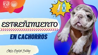 Estreñimiento en Cachorros  Mi cachorro no puede hacer del baño [upl. by Moyer]