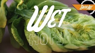 How Wet Hops Will Make Your Beer Amazing [upl. by Beauregard]