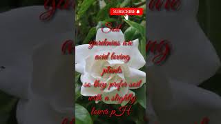 Gardenia plant careTips and tricks [upl. by Nylirret]