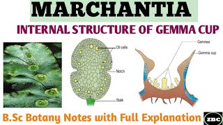 MARCHANTIA  Internal Structure of GEMMA CUP  Bsc Botany Notes with Full Explanation ZBC [upl. by Beeson]