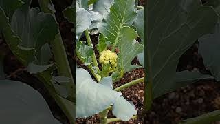 Cauliflower kubis bunga flowers [upl. by Zweig]