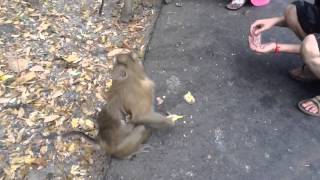 Cambodia Macaque Monkeys [upl. by Asilrak]