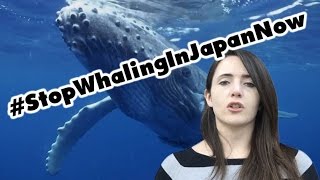 Stop Whaling In Japan Now [upl. by Anoyet]