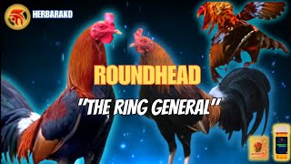 ROUNDHEAD GAMEFOWL BLOODLINE Fighting Style and History [upl. by Leiram]