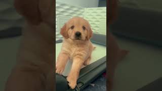 If you have a puppy like this youre lucky  Mini Golden Retriever puppylove [upl. by Eatnoled]