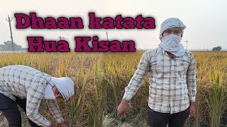 Dhaan ka cutting karte ho Kisan  Kheti Karta hua Kisan  jameen se juda hua Kisan [upl. by Ordnasela]