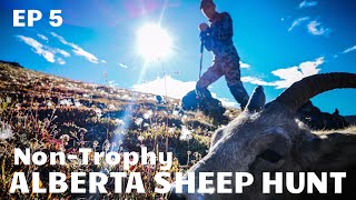 ALBERTA SHEEP HUNT non trophy Rocky Mountain Bighorn  Episode 5 Ewe Gotta See This [upl. by Mad]