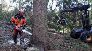 Chainsaw Husqvarna 560XP VS Harvester PONSE ERGO 8x8 GOOD WORK IN THE FOREST [upl. by Atalee]