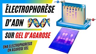 ✅Technique de lélectrophorèse dADN sur gel dagarose Définition et principe de fonctionnement [upl. by Lashond]