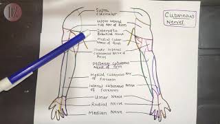 Cutaneous supply and Dermatomes of Upper Limb  Dr Ali  Doctor Z [upl. by Ekrub]