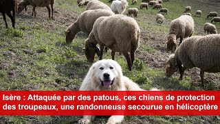 Attaquée par des patous une randonneuse secourue en hélicoptère [upl. by Rhoads164]