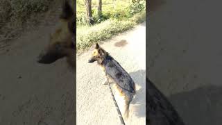 Only jerman Shepard jermanshepherd dog animals trending ytshort [upl. by Boeschen]