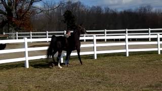 23 and 4 Year Old WGC Tennessee Walking Horse  JFK [upl. by Hteboj]