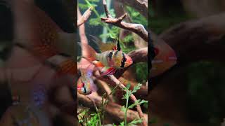 German Blue Ram spawning ramirez filialaquatics aquariummadurai [upl. by Hrutkay]