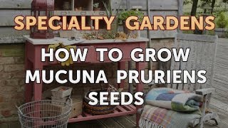 How to Grow Mucuna Pruriens Seeds [upl. by Ollopa907]