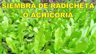 SIEMBRA DE RADICHETA O ACHICORIA [upl. by Kazue]