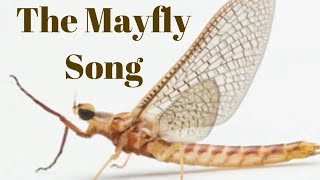 The Mayfly Song [upl. by Nylrebma]