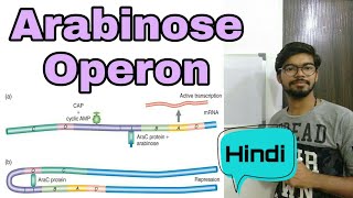 Arabinose operon in Hindi [upl. by Kumar558]