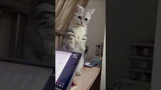 Cat Who is not calling me cutepet mypet is so cute cutebabydaily mycutepet cat funny [upl. by Eylk]