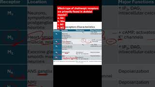 Which type of cholinergic receptors are primarily found in skeletal muscle [upl. by Ariamoy29]