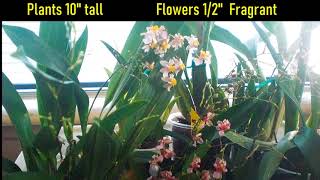 Orchid Oncidium Twinkle Pink Profusion amp White Fragrance Fantasy [upl. by Virge743]