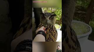 Jab Kristi subha uthti hai 😧 surprisingly ek owl 🦉ushki window 🪟 ke bahar betha hai owlpost [upl. by Jaye45]