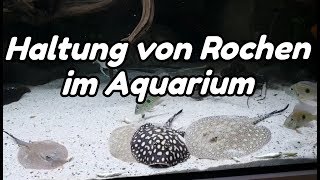 Haltung von Rochen im Aquarium Potamotrygon [upl. by Tnerual]