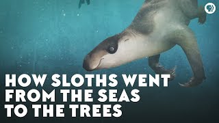 How Sloths Went From the Seas to the Trees [upl. by Dorry860]