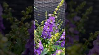 Angelonia biflora flower flowers [upl. by Eet]