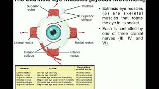 Anatomy  The Extrinsic Eye Muscles Functions amp Innervation [upl. by Nosiaj]