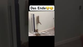 Das Ende😂😅 music artist hiphop dance lustigekatze chat humour memes sing funny [upl. by Nnylidnarb]