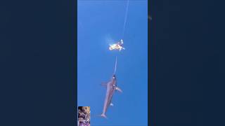 Unbelievable Sailfish Attack Caught on Video shorts fish fishing sailfish [upl. by Oiuqise]