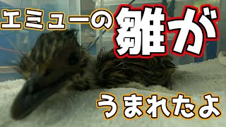 エミューの雛が孵化しました【エミューの飼い方】 [upl. by Burrus934]