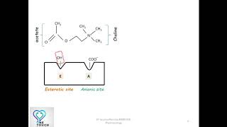 Metabolism of Acetylcholine Mechanism of action of Cholinesterase explained in 4 minutes [upl. by Melicent]