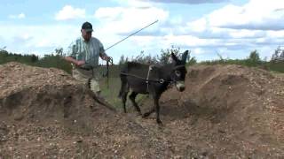 Miniature donkey training [upl. by Formica]