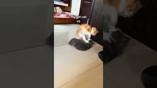 My Cat vs Your Cat [upl. by Ariahaj]