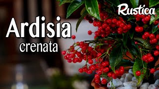 Lardisie crénelée Ardisia crenata ou bois de Noël [upl. by Eatnuahc958]