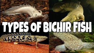 Types Of Bichir Fish [upl. by Rempe]