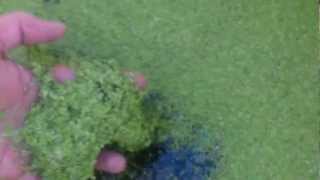 Duckweed Growing Tip Duckweed vs String Algae [upl. by Anilak]