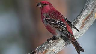 Pine Grosbeak Bird Sound Bird Song Bird Call Bird Calling Chirps Lissen Birds Vocalization Songs [upl. by Esdras8]