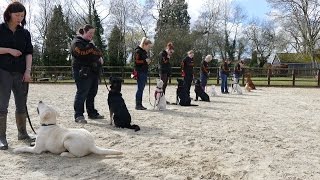 Behind the scenes residential dog training  see how we train Adolescent Dogs [upl. by Annavas]