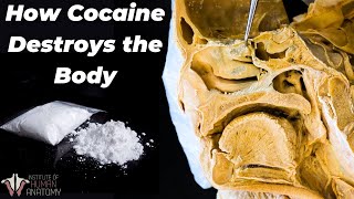 Why Cocaine Is So Incredibly Dangerous [upl. by Nnoj223]