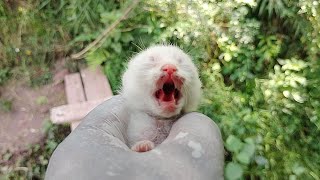 Newborn Cute Baby kitten meowing loudly For Mother Cat [upl. by Arutnev698]