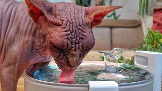 Meet the Revolutionary Pumpless CAT Water Fountain🔸 ELFIN FOUNTAIN [upl. by Niknar]