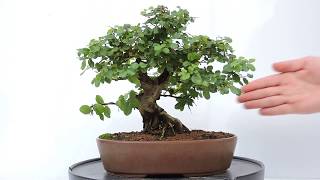 Vídeo 360º Bonsai Ciruelo dulce Chino Sageretia theezans SGT04 [upl. by Hetti831]