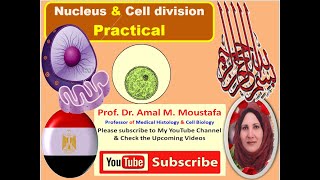 Practical for Nucleus amp cell division Dr Amal Mohamed Moustafa [upl. by Rednaeel]