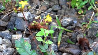 Biophytum Sensitivum  Little Tree Plant  Biophytum Umbraculum  Medicinal Plant [upl. by Annhoj]